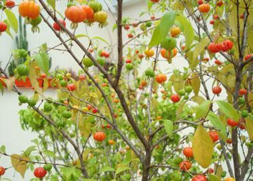 Eugenia uniflora Pitanga / Surinam Cherry Fruit are highly ornamental, translucent and