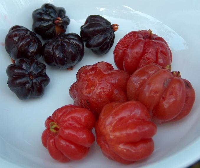 Eugenia uniflora Pitanga / Surinam Cherry Fruit may be orange-red or