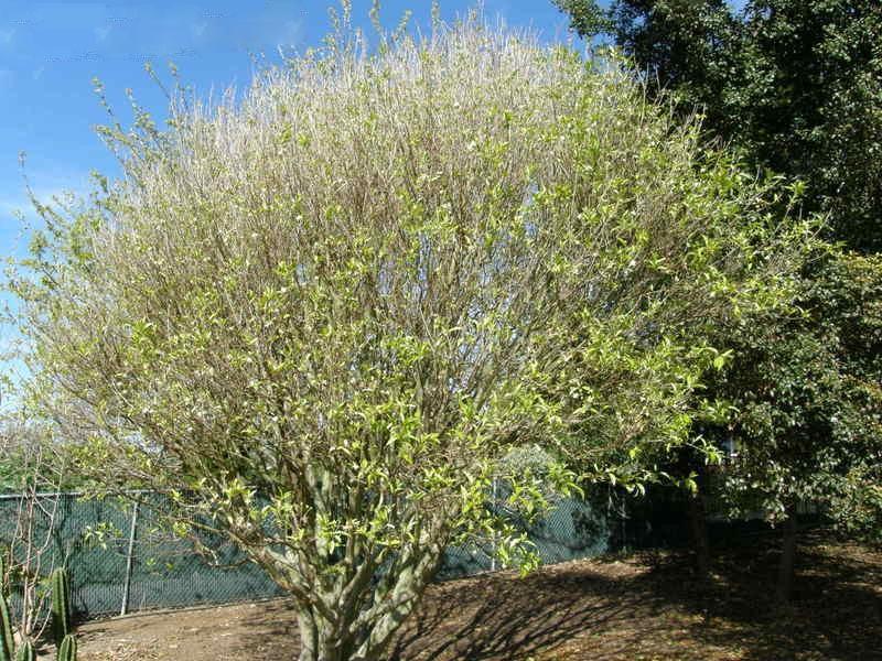Eugenia aggregata Cherry of the Rio Grande An evergreen