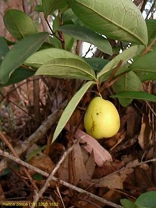 Eugenia klotzschiana Pera do Campo The pear-shaped, downy, golden-yellow