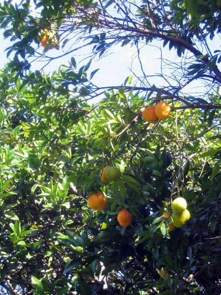 1 3 round yellow or orange fruit.