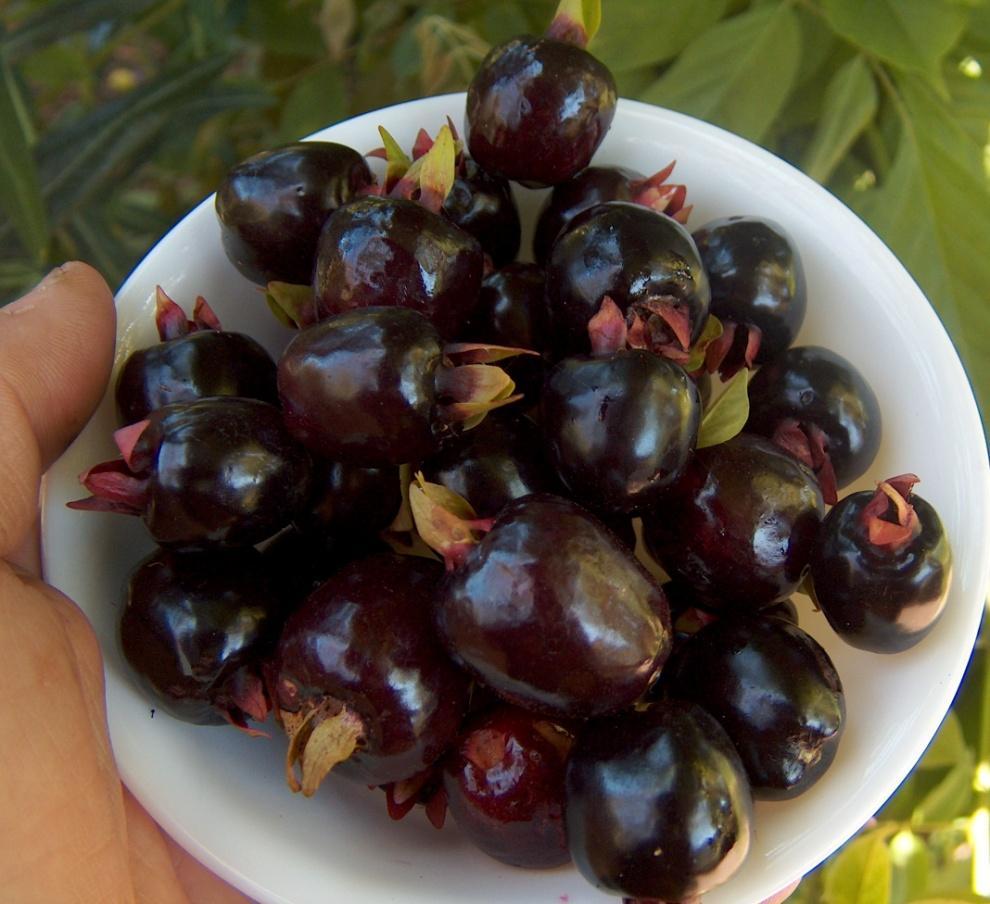 Eugenia aggregata Cherry of the Rio Grande Sweet cherry-like