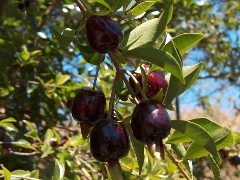 Fruit are dark purple-black when fully ripe and will be