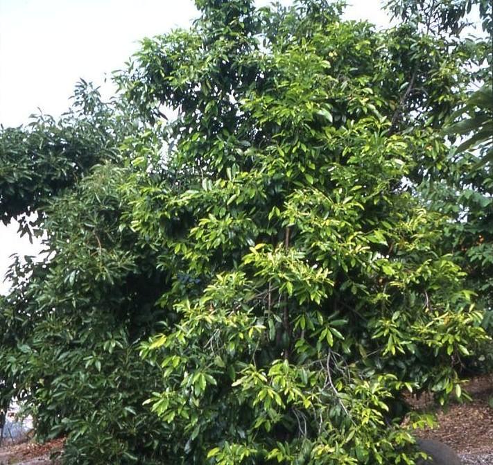 Eugenia dombeyi (E. brasiliensis) Grumichama Shrub or small tree to approximately 15 feet.