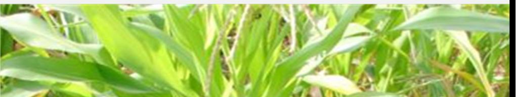 Front Back Fall armyworm African armyworm