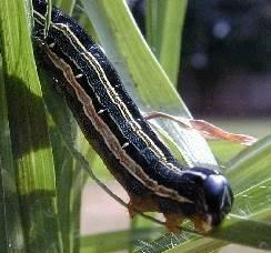 caterpillars eat on fresh maize or grasses and