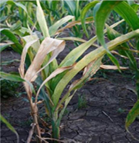 Maize streak virus MSV Grey leaf spot disease (Angular leaf spot) VIRUS Maize