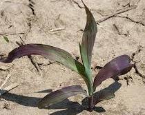 frumentaceus) ( Phil Westra, Bouba) Amaranthus is eaten as a