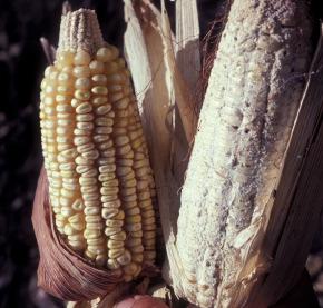 5 cm Larger grain borer Common maize weevil INSECT Prostephanus (Dinoderus) truncatus INSECT Sitophilus zeamais ( CSIRO) ( Georg Goergen IITA Insect Museum, ARS,