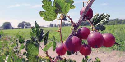 Gooseberries Gooseberries are a great source of Vitamin C. The plant is a fast growing, small thorny deciduous shrub growing about 4-6 feet The plant fruits in July and has various colors and flavors.