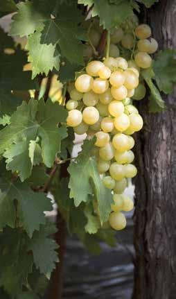 Grapes cont. Wine Grapes Cayuga (White) It is one of the most productive and disease-resistant varieties. This versatile grape can be made into a semi-dry or sweet wine.