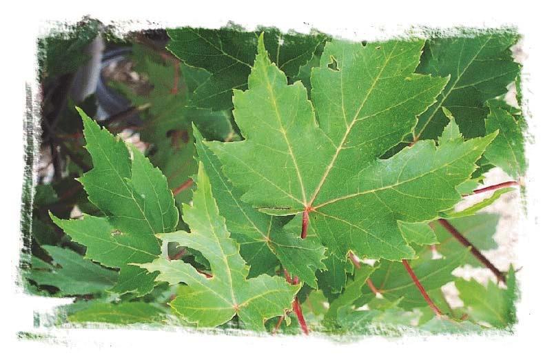The leaves are a very attractive silvery green below. It prefers moist conditions. Clump form Silver Maple is also available in wire baskets.