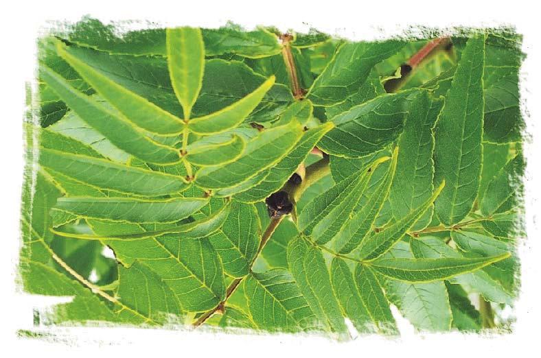 Mancana Ash Fraxinus mandshurica 'Mancana' Size: 40 x 25 (12 m x 7 m) Oval The feather-like leaves, dense compact canopy and oval form make this one of our most attractive trees.