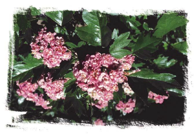 (5 m x 5 m) -orange Fragrant, double white flowers turn pink with time. Glossy, disease resistant foliage. Introduced by the Morden Research Station.