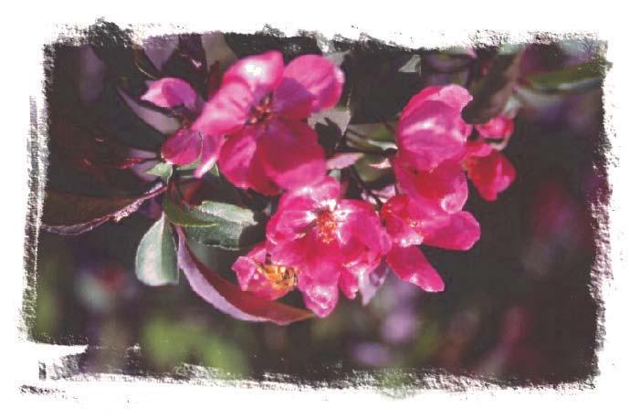 www.jeffriesnurseries.com Selkirk Rosybloom Crabapple Malus x adstringens 'Selkirk' Size: 25 x 25 (8 m x 8 m) Flowers: Clear pink, vase-like A vigorous grower with pink flowers, bronze-green foliage.