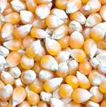 Maize: Maize is an annual cereal crop, belonging to the grass family