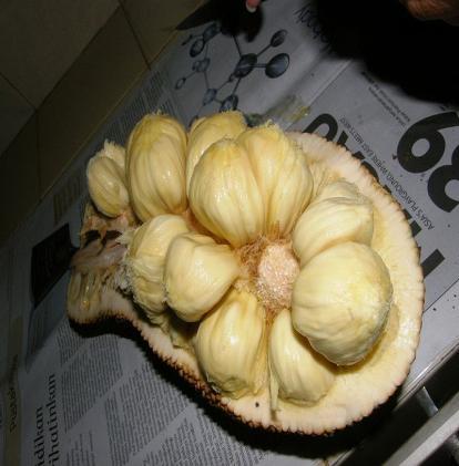altilis - bread fruit- small sized round fruit, found in TN, As