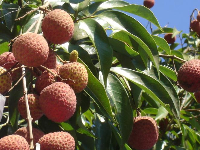 LECTURE 25 LITCHI Botanical Name: Litchi chinensis Family: Sapindaceae Chromosome.