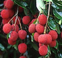 Litchi chinensis- It is a commercial important species. The other members of the sub family are i.