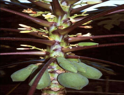 Sex distribution in papaya: Papaya is a polygamous species, many forms of inflorescence have been reported by Frankel and Galun, 1977. In general there are 3 important types of flowers.