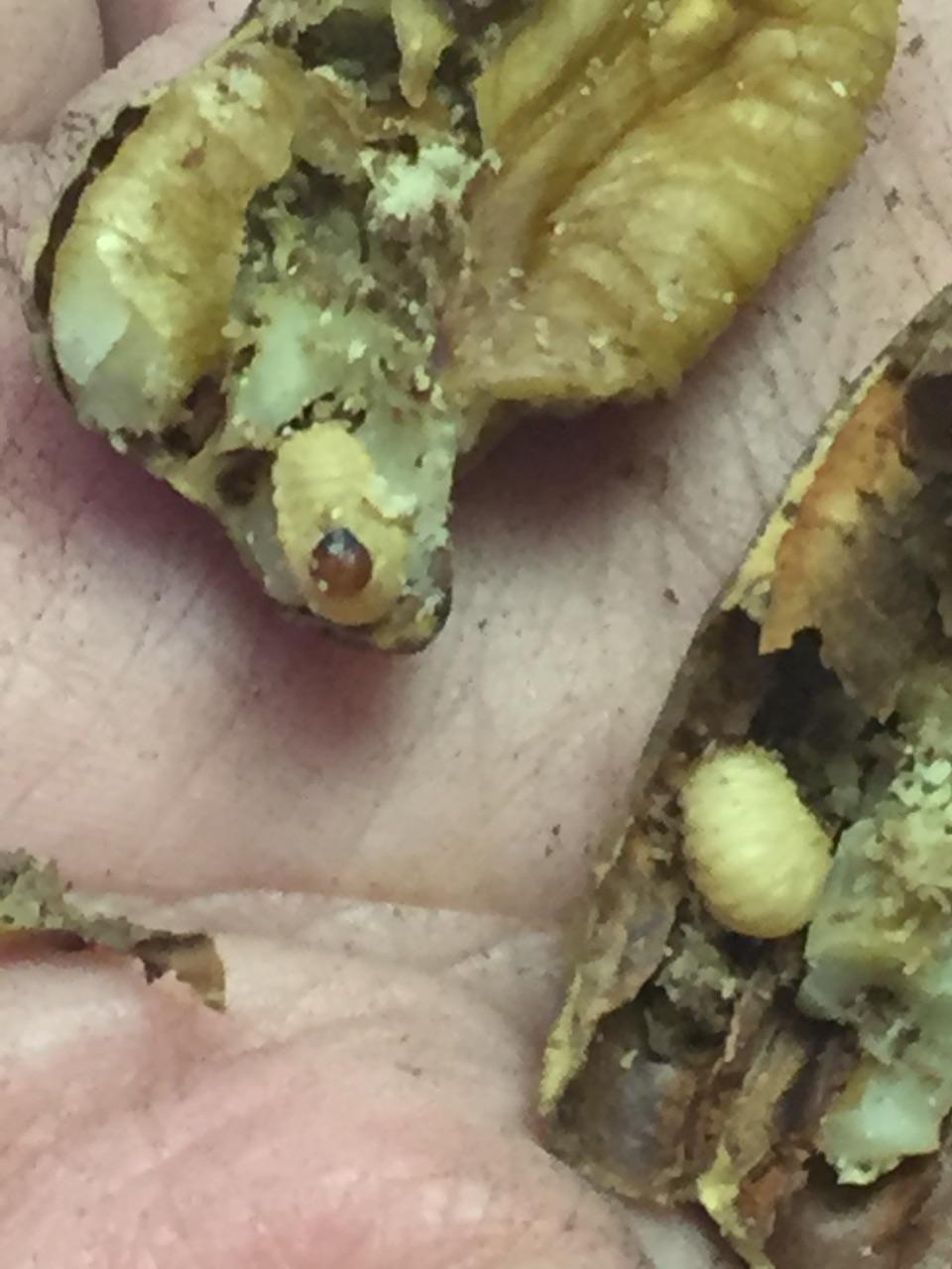 insect damaged nuts in