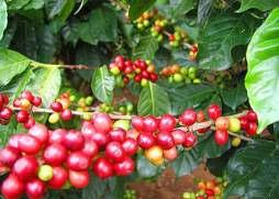 Coffee cultivation differs strongly from region to region Coffee requires large amounts of water and regular