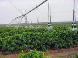 variable precipitation patterns (monsoon): India, SE-Asia, West-Africa, Ethiopia Irrigation is required in these