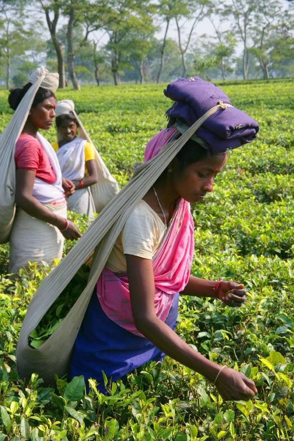 Intercrop vegetable crops between young tea also consider