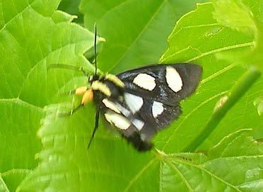 8 What s lurking in or near the vineyard this week? Eight-spotted Forester Alypia octomaculata (Lepidoptera: Nocmidae).