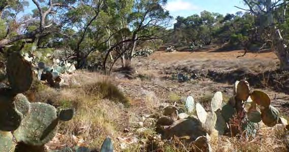 Austrocylindropuntia, Cylindropuntia and Opuntia species The problem Three types (genera) of opuntioid cacti have naturalised in Australia and are now considered Weeds of National Significance: