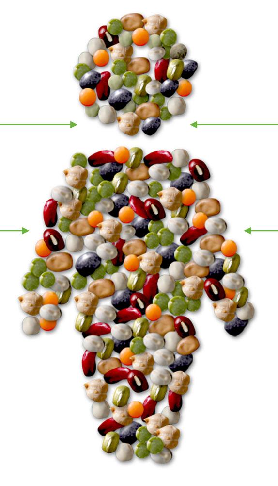 Pulses are nutritional powerhouses High in protein High in dietary fiber Rich in