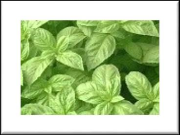 leaves.78 days. Ocimum basilicum. Annual. Preferred by chefs because it is sweeter and less clover-like than other varieties.