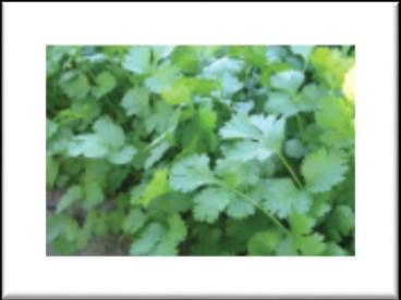 Coriander Long Standing Cress Upland also called cilantro or dhania, is an annual herb in the family Apiaceae. Coriander is native to southern Europe and North Africa to southwestern Asia.