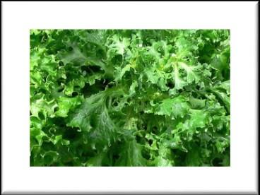 Green Tango A nice variety micro-mixes. Crisp leaves with an oakleaf shape lovely green color and attractive leaves that hold up in bagged mixes.