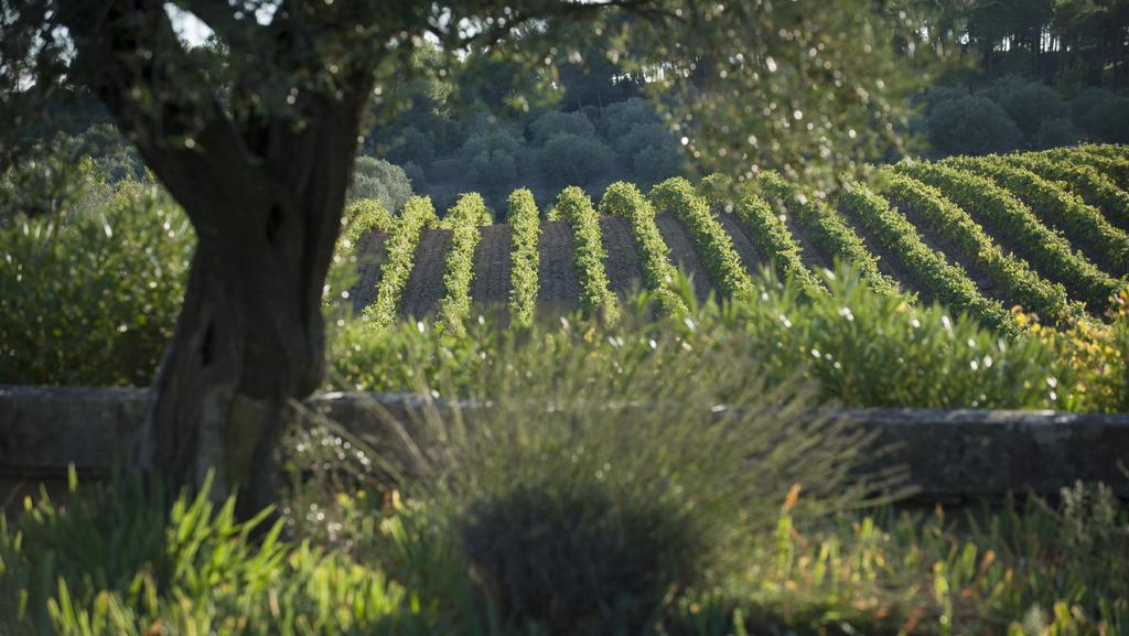Today, the vineyard has 200 hectares of vines, it is within the appellations: Coteaux du Languedoc Saint Drézéry
