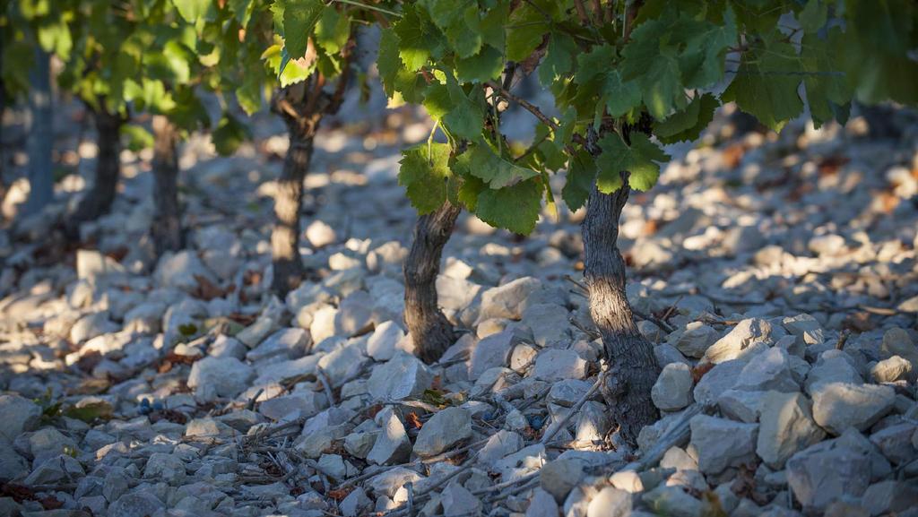 There was not yet an appellation, but undoubtedly an excellent terroir for a vineyard.