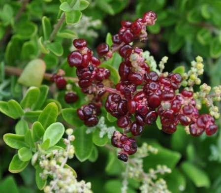 Rhagodia candolleana subsp. candolleana (Chenopodiaceae) Seaberry Salt-bush (syn Rhagodia baccata) Size: Sprawling shrub to 2m. Flowering: December-April.