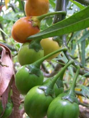 Solanum laciniatum (Solanaceae) Kangaroo Apple Size: 1-3m.