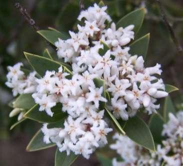 Leucopogon parviflorus (Epacridaceae) Coast Beard-heath Size: Variable shrub/small tree 1-4m. Flowering: July-November.