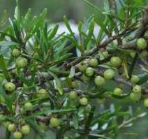 Description: Rigid often spiny, spreading shrub with dark green oblong leaves producing masses of