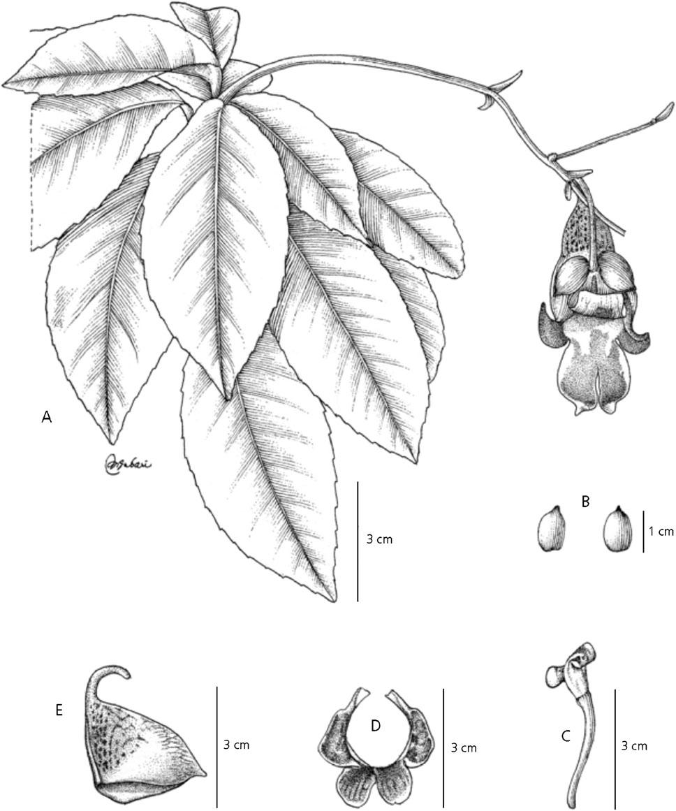 736 KEW BULLETIN VOL. 67(4) Fig. 6. Impatiens tribuana. A habit; B two lateral sepals; C dorsal petal; D lateral united petals; E lower sepal and spur. From Deden Girmansyah 1534. DRAWN BY SOBARY.