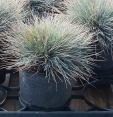 Height: 4-5' Avalanche Wide white center band Variegated Indian Grass Height: 3-5' Spread: 1-2' Blue Oat