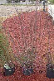 Sorghastrum Beige Red-tinted foliage, turns red-orange in fall.