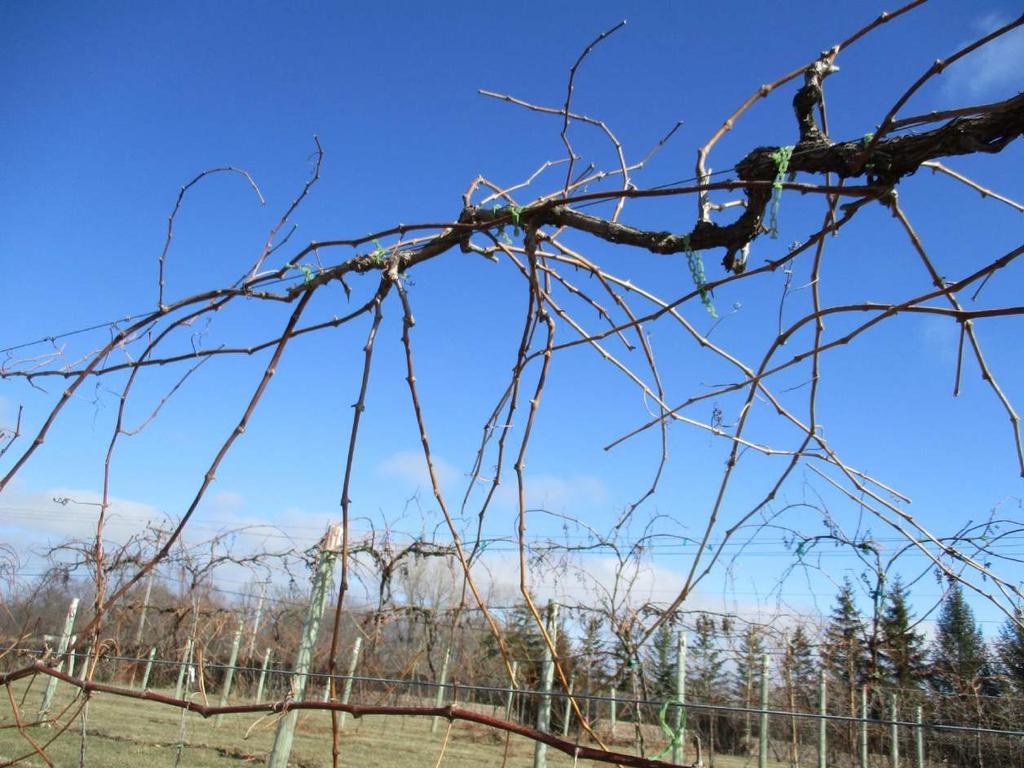 Itasca gives many good pruning