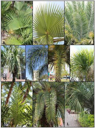 ENH1245 1 Gitta Hasing, Andrew K. Koeser, Melissa H. Friedman, and Timothy K. Broschat 2 Introduction Palms often serve as key specimens in urban landscape designs.