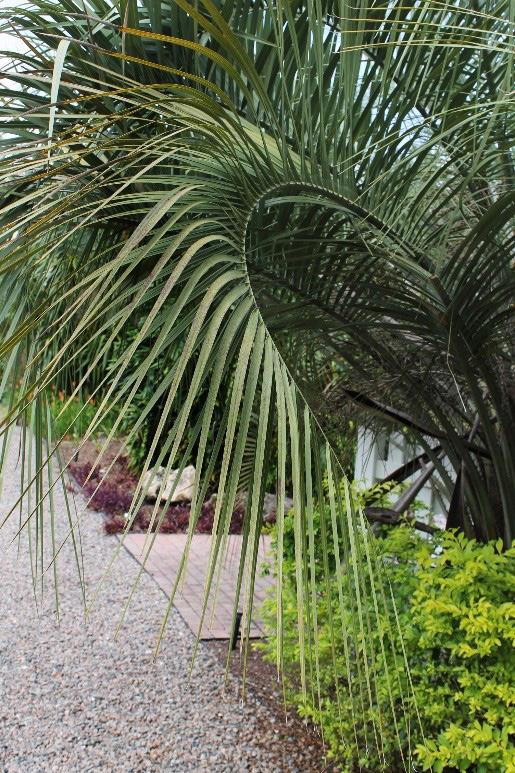 sun to partial shade, wet to well-drained soil, and moderate drought and salt spray tolerance. Pindo Palm (Butia capitata) Figure 4b.