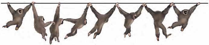 Orangutans FIGURE 2.1 Gorillas Chimpanzees and Bonobos 15 million years ago Modern Humans 8 million years ago 12 million years ago The Great Apes, Including Modern Humans.