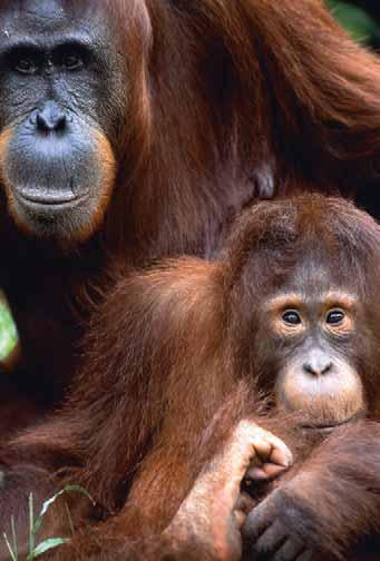 Orangutan mother and juvenile in Tanjung Puting National Park on the island of Borneo, Indonesia (see Map 1.1, p. 10).