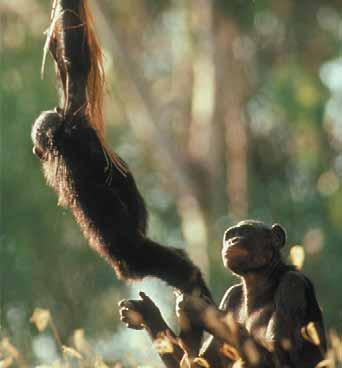 Chimpanzees in Senegal, for example, consume termites year round and derive substantial calories and nutrients from them (Bogart and Pruetz 2008), a finding that suggests the possibility of termites
