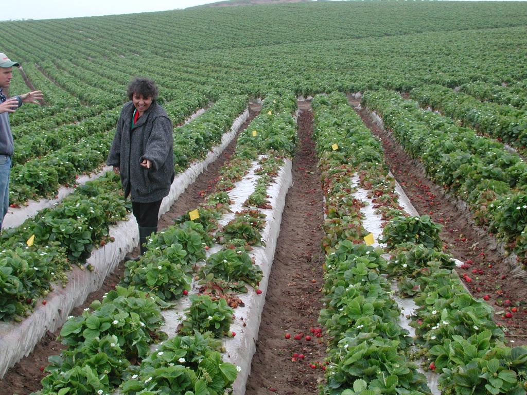 Strawberry Decline in CA Camarosa (Watsonville) Others had looked for causes of this since it did not look like a